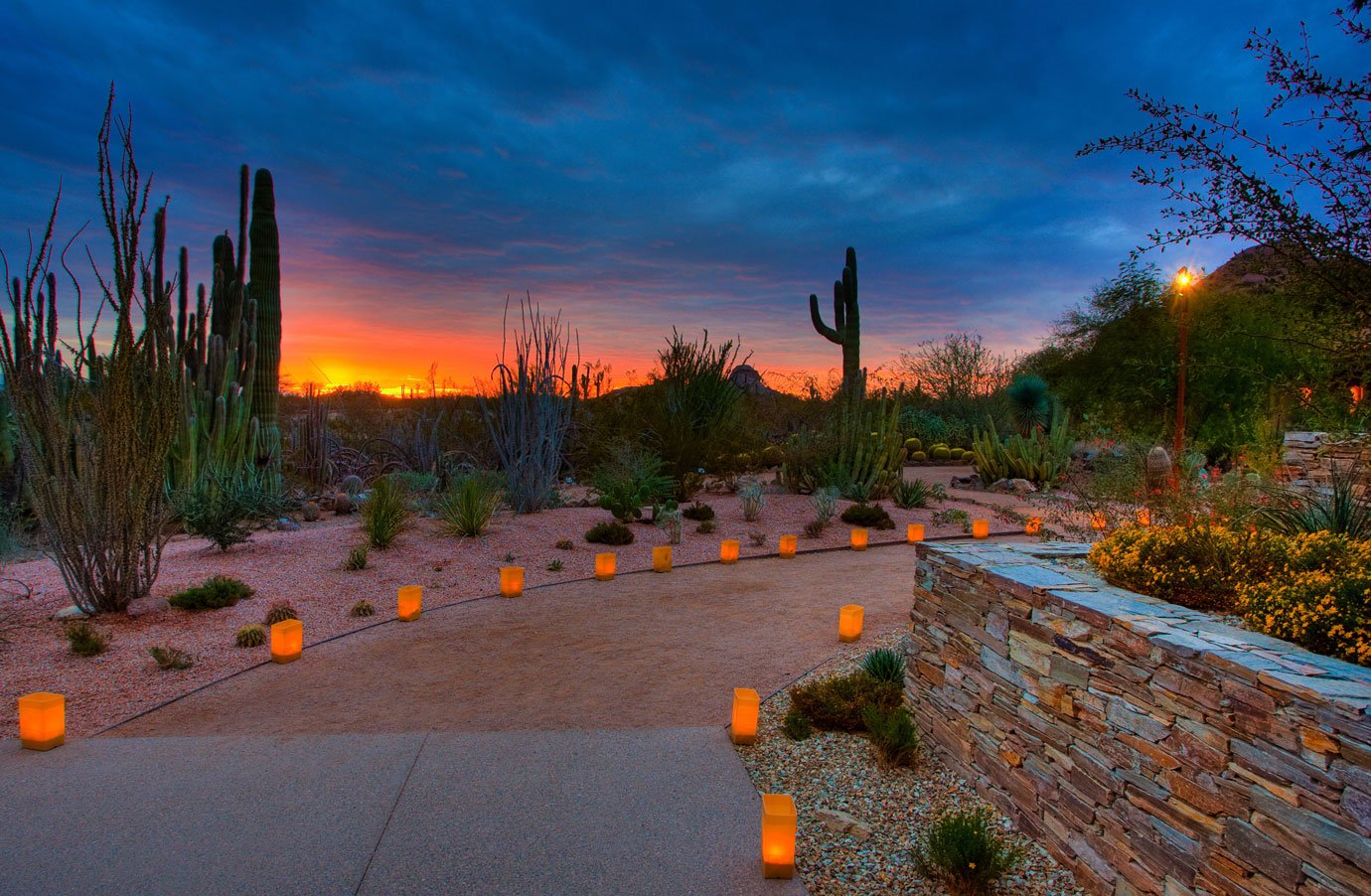 Desert Botanical Gardens